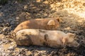 Young pigs enjoying dirt bath on a eco farm Royalty Free Stock Photo