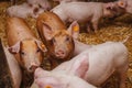 Young pigs and piglets in barn livestock farm Royalty Free Stock Photo