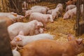 Young pigs and piglets in barn livestock farm Royalty Free Stock Photo