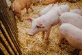 Young pigs and piglets in barn livestock farm Royalty Free Stock Photo