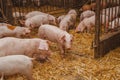 Young pigs and piglets in barn livestock farm Royalty Free Stock Photo