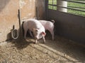 young pigs or piglets on a farm Royalty Free Stock Photo