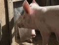 young pigs or piglets on a farm Royalty Free Stock Photo