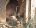 young pigs or piglets on a farm Royalty Free Stock Photo