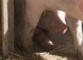 young pigs or piglets on a farm Royalty Free Stock Photo