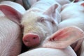 Young pigs a sleep in Pig Breeding farm in swine business in tidy and clean indoor housing.