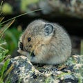 Young Pika Looks Bashful With Both Front Paws On Face