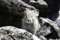 A young pika (Ochotona princeps) among rocks Royalty Free Stock Photo