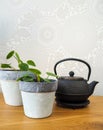 Young pilea peperomioides or Chinese money plant Urticaceae Royalty Free Stock Photo