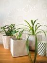 Young pilea peperomioides , jade plant and spider plant Royalty Free Stock Photo