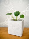 Young pilea peperomioides or pancake plant Urticaceae Royalty Free Stock Photo