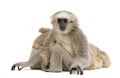 Young Pileated Gibbon, 1 year , Hylobates Pileatus Royalty Free Stock Photo