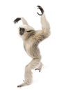 Young Pileated Gibbon, 1 year old