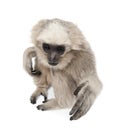 Young Pileated Gibbon, 1 year old