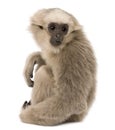 Young Pileated Gibbon, 4 months old, sitting