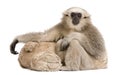 Young Pileated Gibbon, Hylobates Pileatus, 1 year old