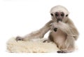 Young Pileated Gibbon, 4 months old, Hylobates Pileatus