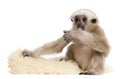 Young Pileated Gibbon, 4 months old, Hylobates Pileatus
