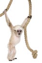 Young Pileated Gibbon, 4 months old, Hylobates Pileatus