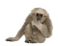 Young Pileated Gibbon, 4 months old