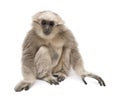 Young Pileated Gibbon, 1 year old, Hylobates Pileatus