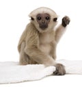 Young Pileated Gibbon, 1 year old, Hylobates Pileatus