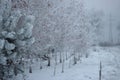 Young pine and young birches covered with snow on a frosty winter day