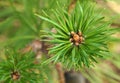 Young pine branch Royalty Free Stock Photo