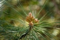 A young pine branch with a cone on the zoo grounds Royalty Free Stock Photo