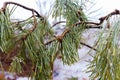 Young pine on a branch with green needles Royalty Free Stock Photo
