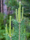 Young pine branches