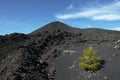 Young pine colonize cold lava of volcanic cone