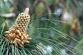 Young Pine Cone