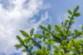 Young pine cone against the sky Royalty Free Stock Photo