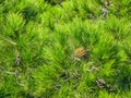 Young pine cone on the background of green pine needles Royalty Free Stock Photo