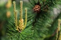 Young pine cone Royalty Free Stock Photo