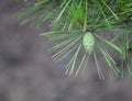 Young Pine Cone Closeup Royalty Free Stock Photo