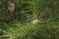 Young pine cone with spider web Royalty Free Stock Photo