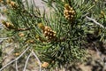 A young pine cone growing in New Mexico Royalty Free Stock Photo