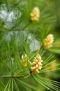 Young pine cones Royalty Free Stock Photo