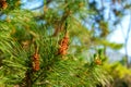 Young pine cones on a branch of a flowering forest tree