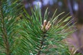 Young pine cones on a pine branch in the forest, selective focus Royalty Free Stock Photo