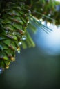 Young pine cones, with drops of resin on the surface. Macro photography Royalty Free Stock Photo