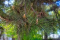 Fresh pine cones on the branch in the forest Royalty Free Stock Photo