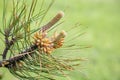 Young pine cones growing