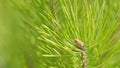 Young pine cones or inflorescences with needles. New spring shoots of evergreen tree pine. Close up. Royalty Free Stock Photo