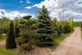 Young pine and fir trees. Alley of seedling of plants in plant nursery