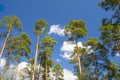 The young pine forest on sky background