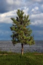 Young pine by the lake