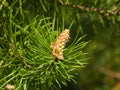 Young pine pinus pollen strobili and shoots macro with bokeh background, selective focus, shallow DOF